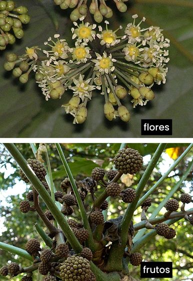 Trevesia palmata - Floco de neve