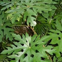 Trevesia palmata - floco-de-neve