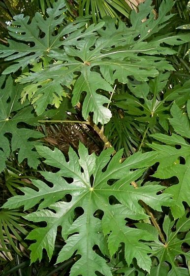 Trevesia palmata - floco-de-neve