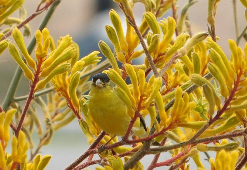 Pata-de-canguru - Anigozanthus flavidus