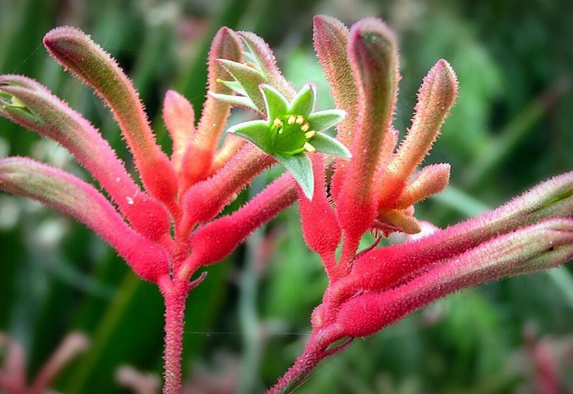 Pata-de-canguru - Anigozanthus flavidus
