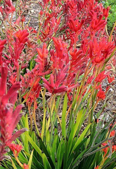 Pata-de-canguru - Anigozanthus