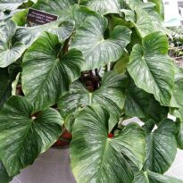 Philodendron mamei