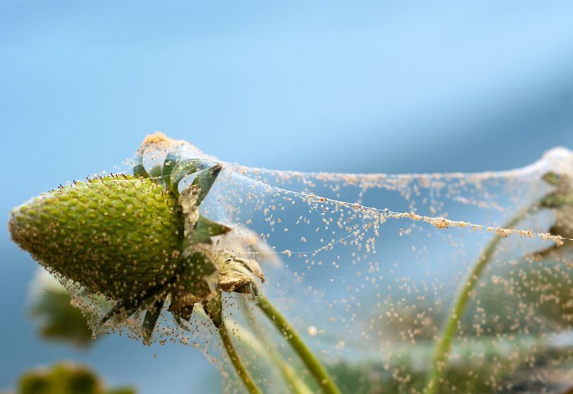Sintomas típicos de Ácaros muitas vezes incluem uma fina teia sobre a planta