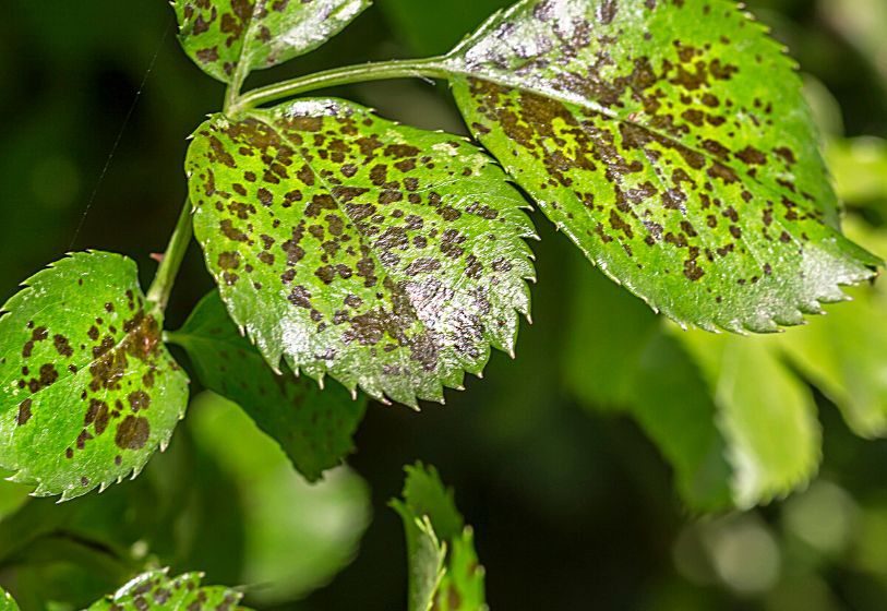Manchas bronzeadas formam-se pela raspagem dos tecidos das plantas pelos ácaros