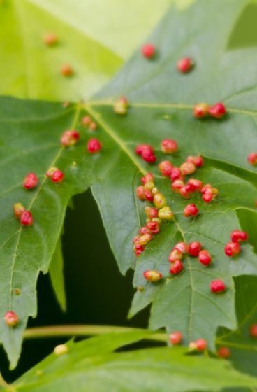 Os ácaros também podem ser responsáveis por induzir a formação de galhas nas plantas.