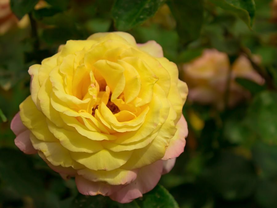 Rosa-híbrida-de-chá 'Peace'