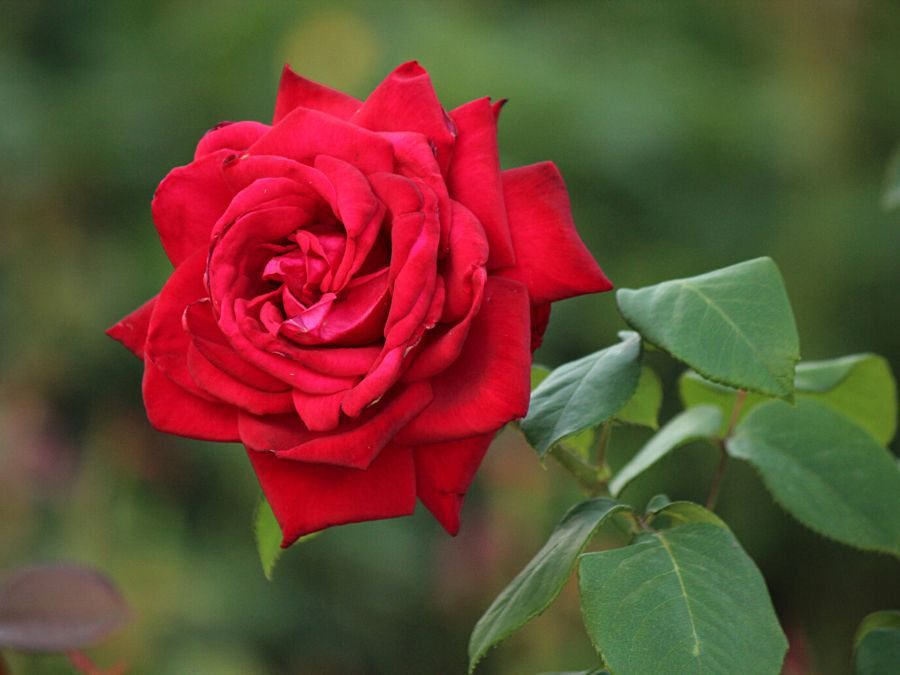 Rosa-híbrida-de-chá 'Lincoln'