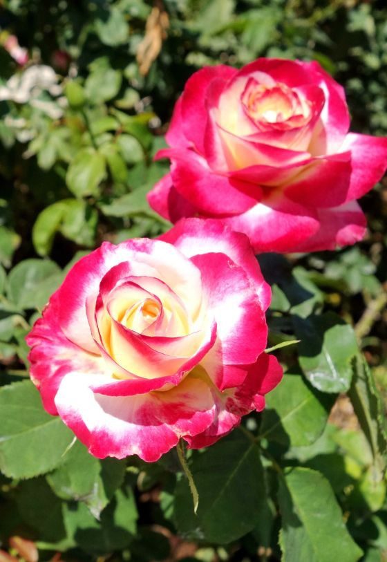 Rosa-híbrida-de-chá 'Double Delight'