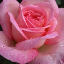 Rosa-híbrida-de-chá 'Queen Elizabeth'
