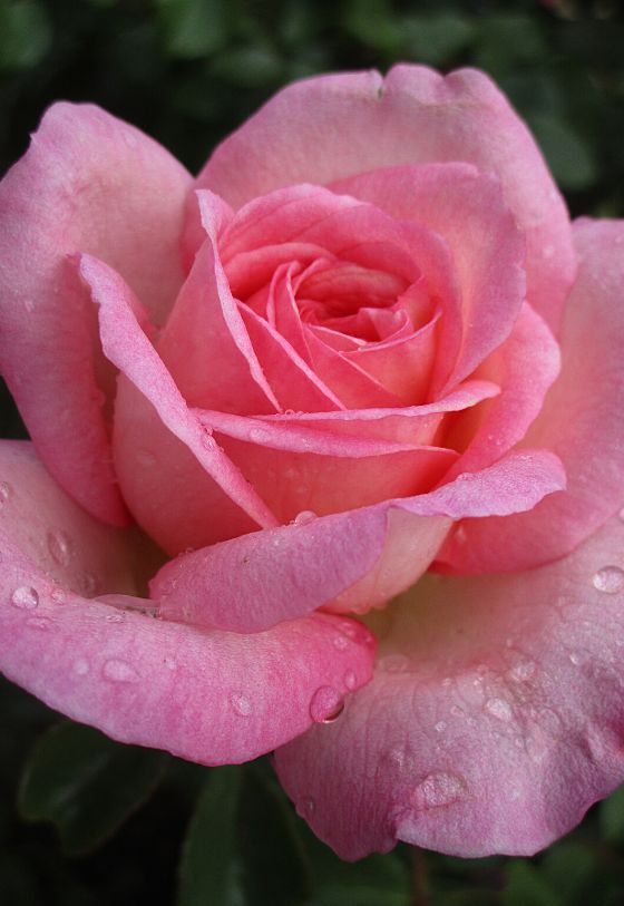 Rosa-híbrida-de-chá 'Queen Elizabeth'