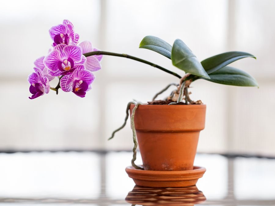 As orquídeas não devem florescer apenas uma vez. Capriche na adubação para vê-las floridas todos os anos.