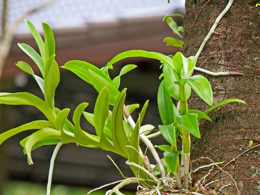 Orquídea na árvore