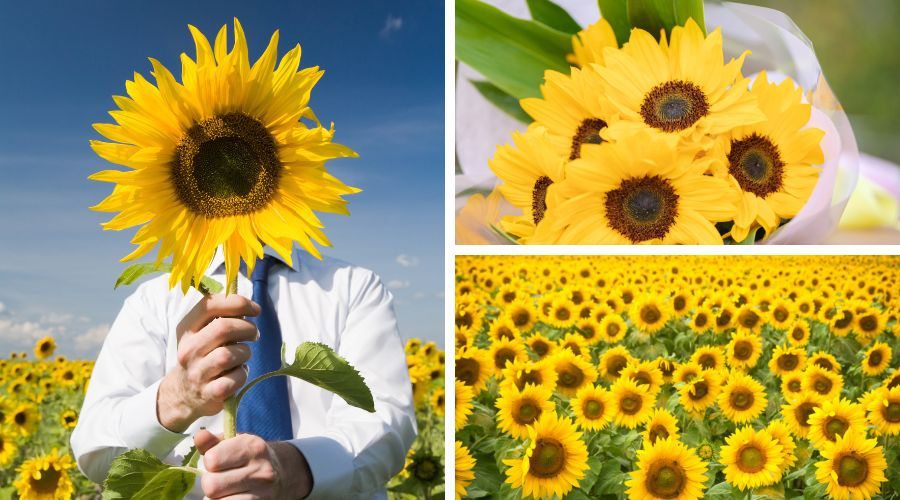 girassol: a flor da energia do amor