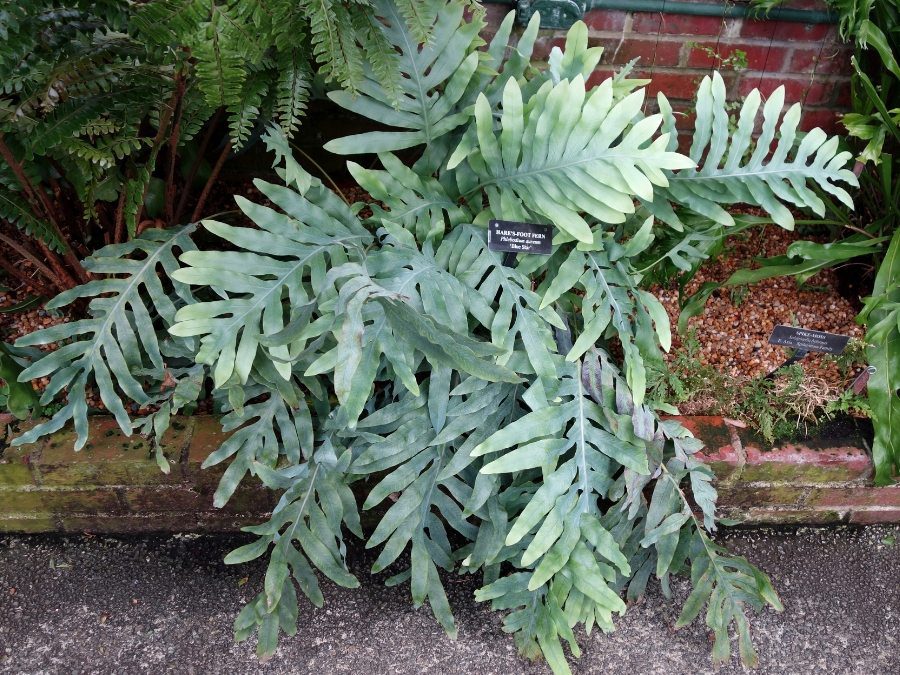Samambaia-azul - Phlebodium aureum