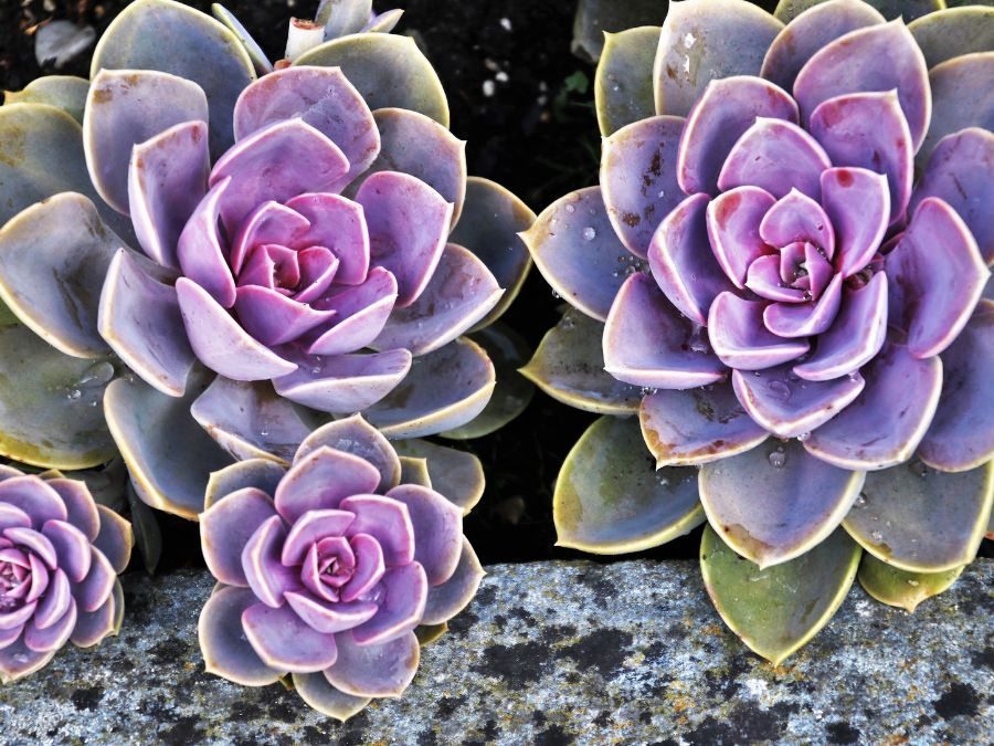 Echeveria com pruína