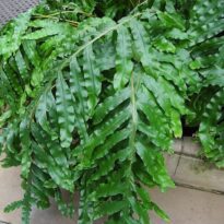Phlebodium decumanum