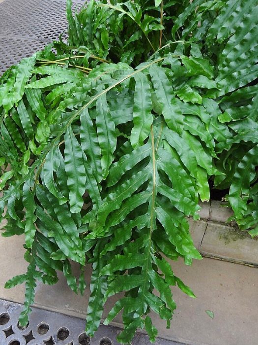 Phlebodium decumanum