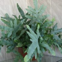 Samambaia-azul - Phlebodium aureum