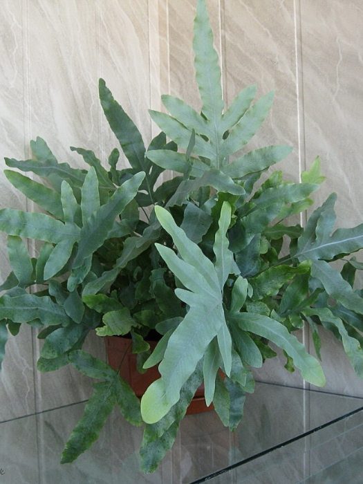 Samambaia-azul - Phlebodium aureum