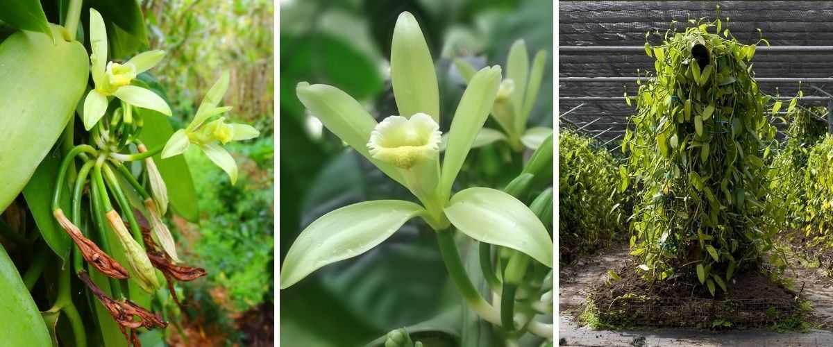 Orquídea Baunilha - vanilla sp