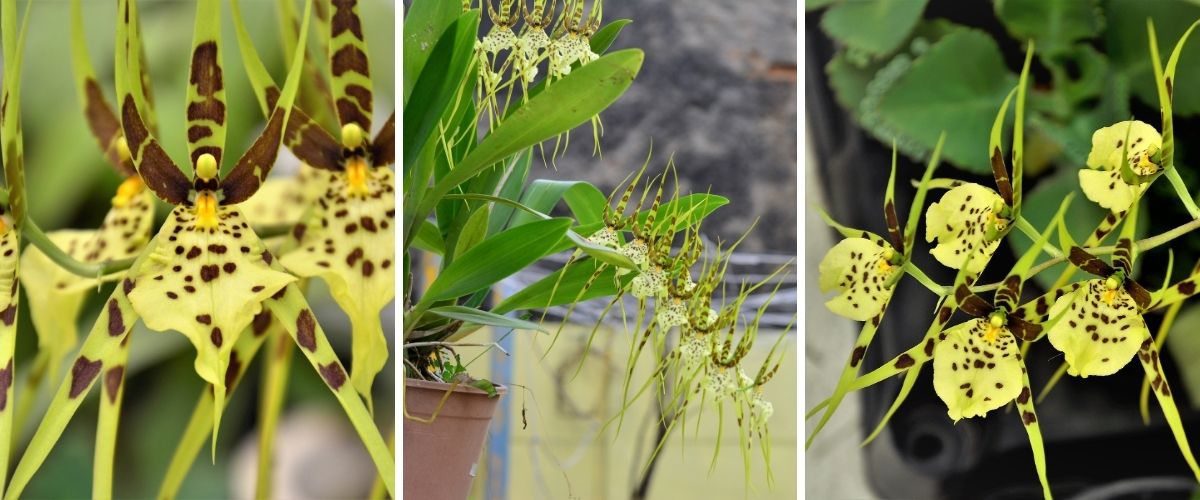 Orquídea-aranha - Brassia rex