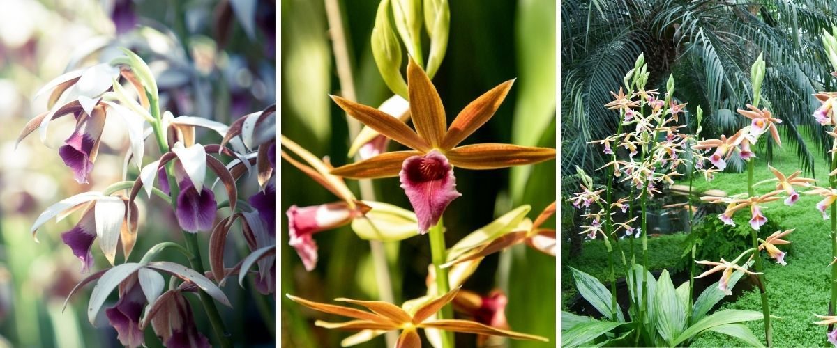 Capuz-de-freira - Phaius tankervilleae