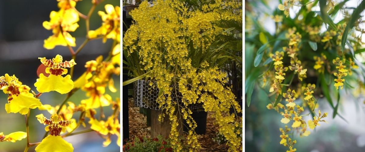 Chuva-de-ouro - Oncidium