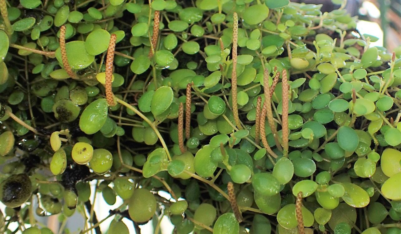 Colar-de-lentilhas - Peperomia rotundifolia