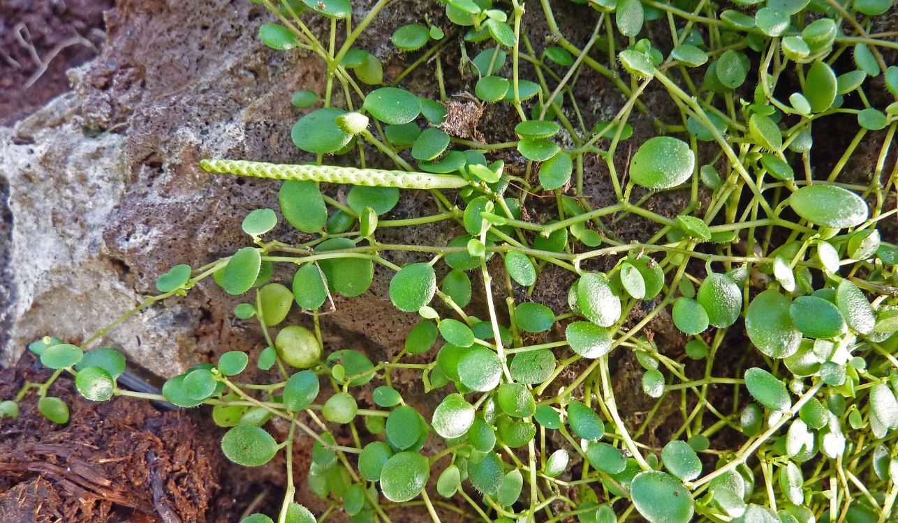 Colar-de-lentilhas - Peperomia rotundifolia