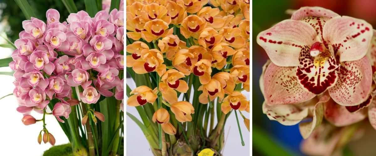 Cymbidium