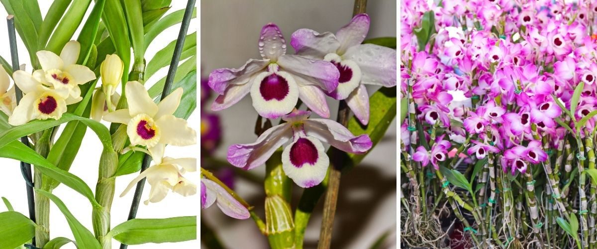 Olho-de-boneca - Dendrobium nobile