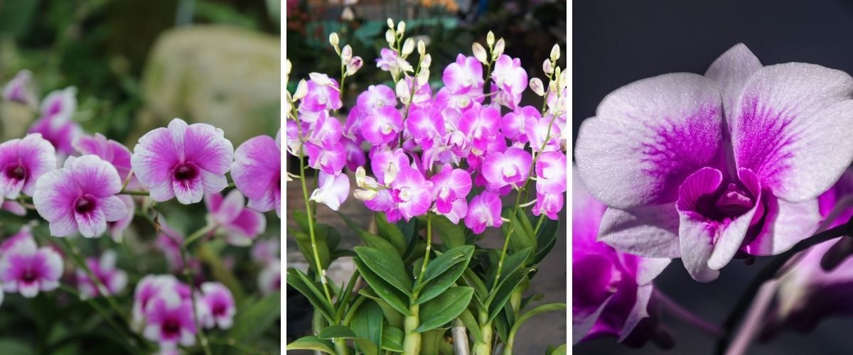 Denfalen - Dendrobium bigibbum