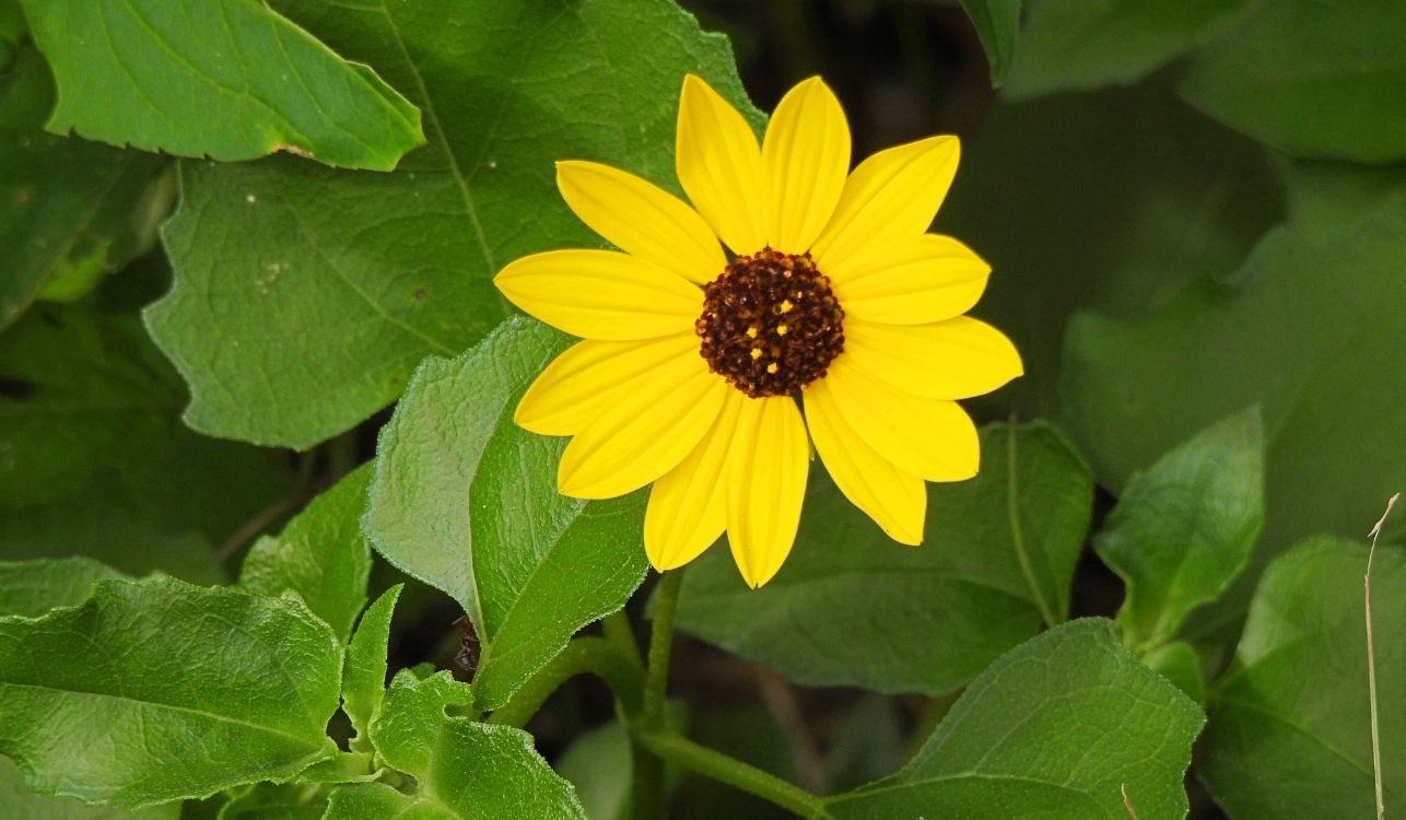 Helianthus debilis - Girassol-de-praia