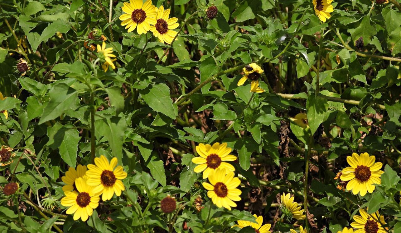 Helianthus debilis - Girassol-da-praia