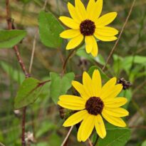 Helianthus debilis - Girassol-de-praia