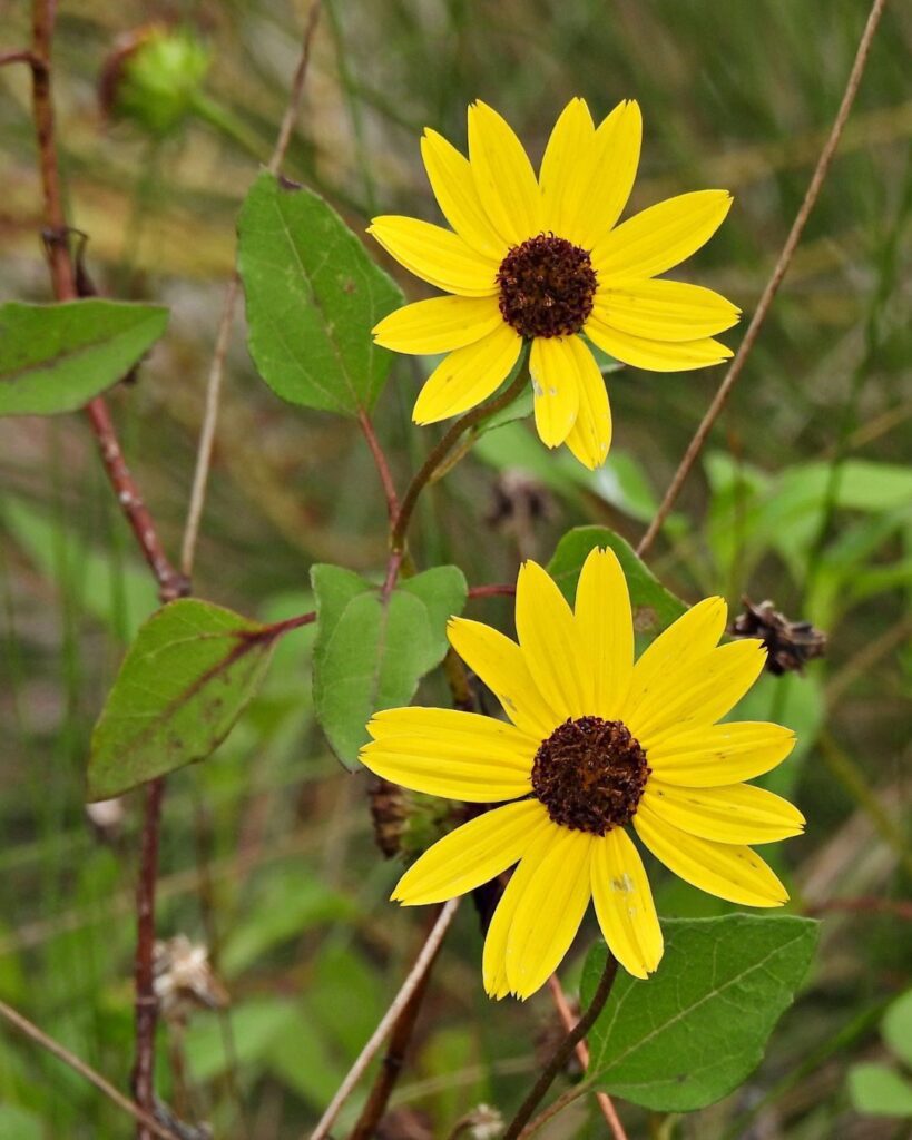 Helianthus debilis - Girassol-de-praia