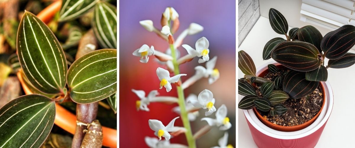 Orquídea-jóia - Ludisia discolor