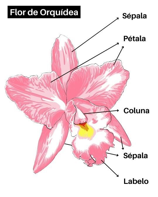 Morfologia da flor da orquídea