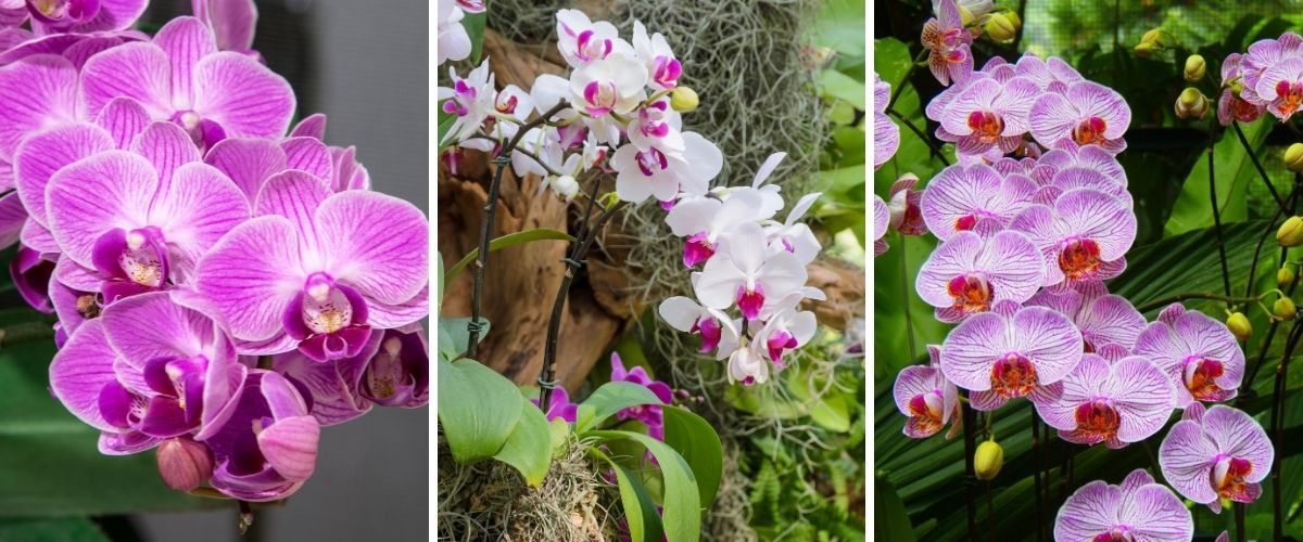 Orquídea-borboleta - Phalaenopsis sp
