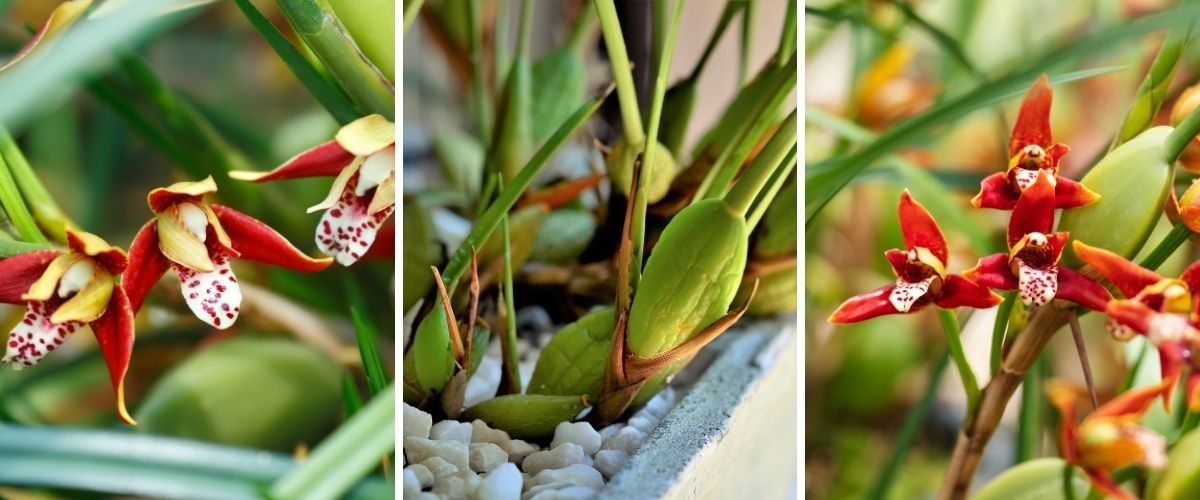 Orquídea-coco - Maxillaria tenuifolia