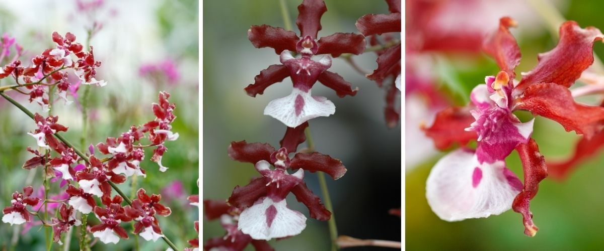 Orquídea-chocolate - Oncidium 'Sharry Baby'