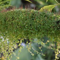 Colar-de-lentilhas - Peperomia rotundifolia
