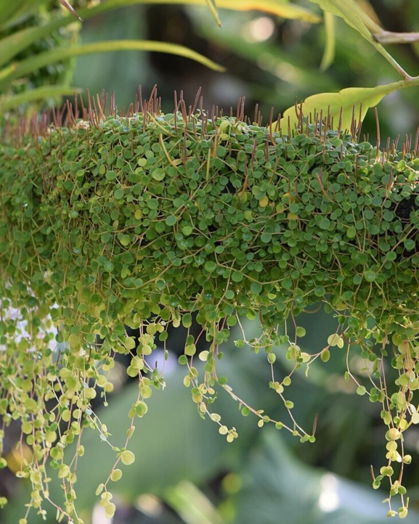 Colar-de-lentilhas - Peperomia rotundifolia