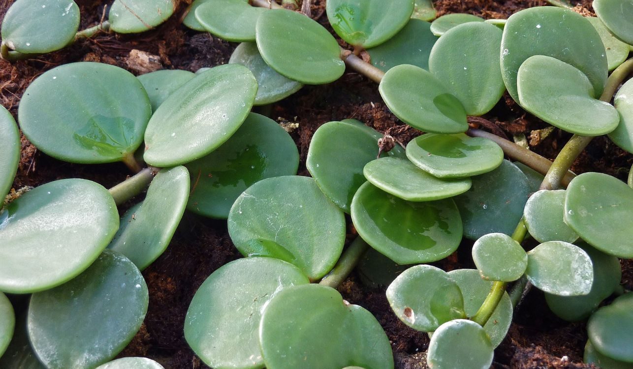 Colar-de-lentilhas - Peperomia rotundifolia