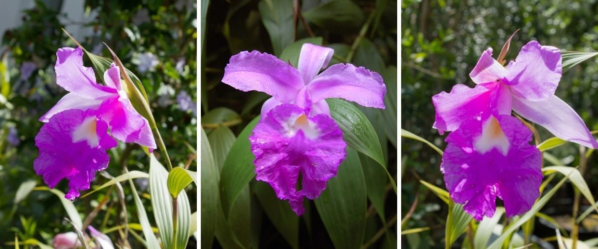 Sobrália - Sobralia macrantha
