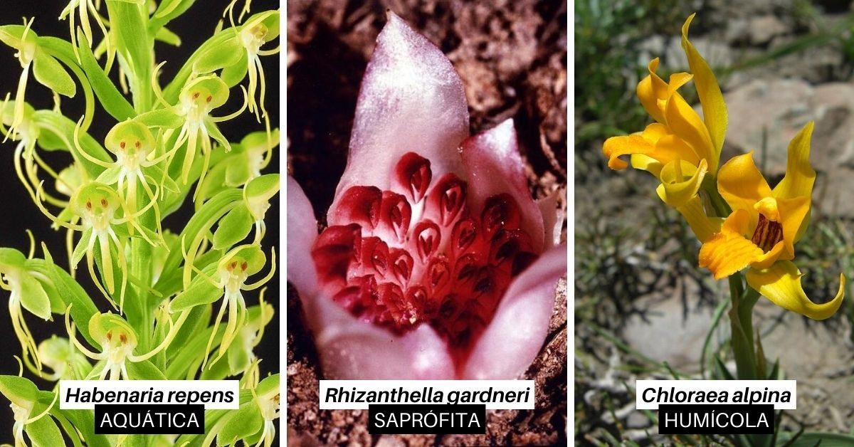Orquídea aquática, saprófita e humícola