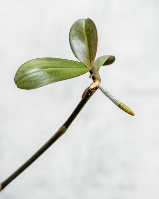 Keiki em haste floral de Phalaenopsis
