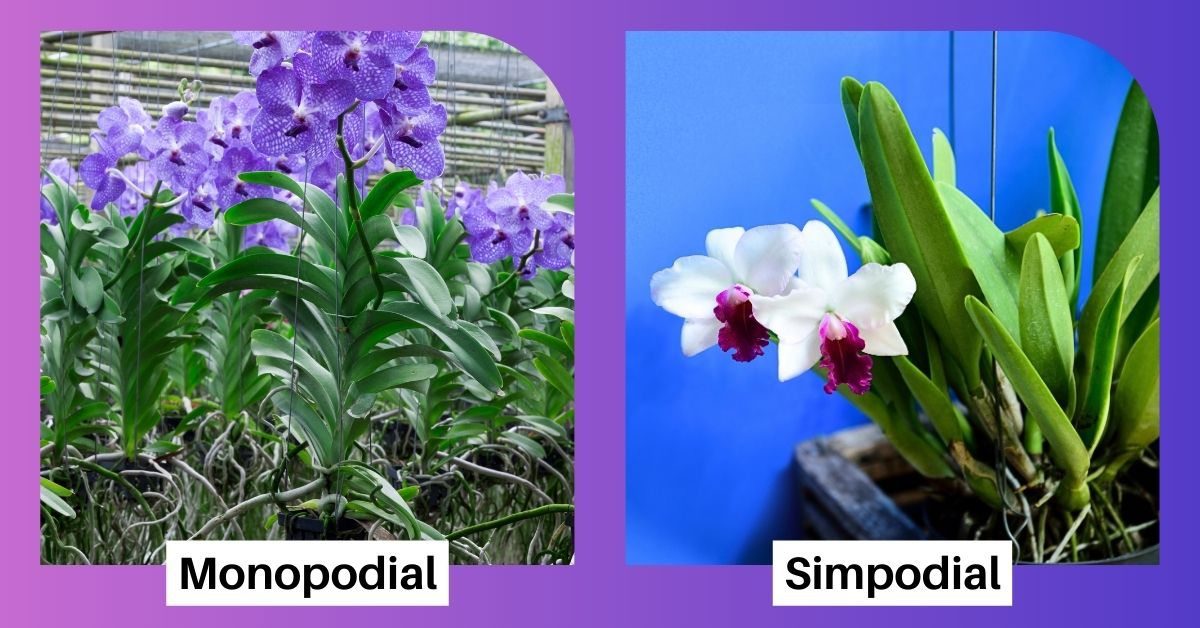 tipos de orquídea monopodial e simpodial