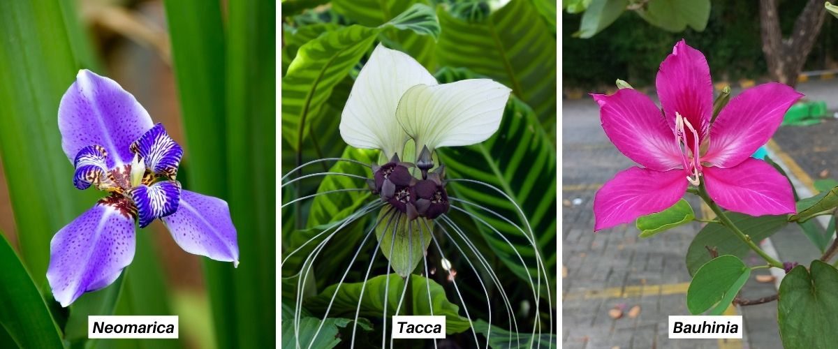 Neomarica Tacca e Bahuinia